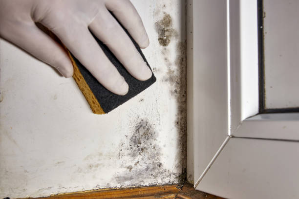Best Post-Construction Mold Inspection  in Kenmar, PA